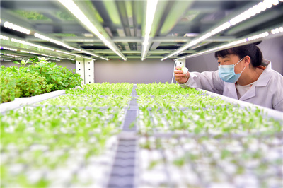 河北石家莊:科技助力智慧農業