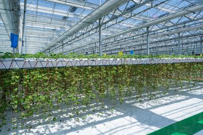 平湖農(nóng)開:新一批農(nóng)業(yè)產(chǎn)業(yè)項(xiàng)目集中竣工,美麗城鎮(zhèn)再添&ldquo;產(chǎn)業(yè)美&rdquo;