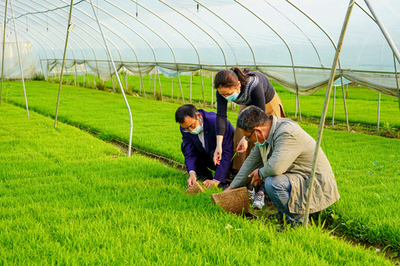 宿松先鋒網(wǎng) 農(nóng)業(yè)科技服務(wù)助推鄉(xiāng)村振興