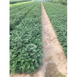 乾納瑞農(nóng)業(yè)科技 貴州花椒樹苗預售與優(yōu)質(zhì)服務